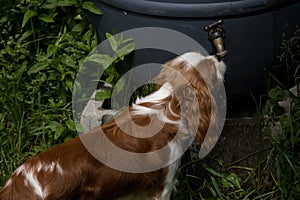 A Cavalier Dog Drinks From Rain Barrel Tap