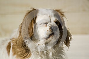 Cavalier enjoying the sun