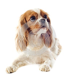 Cavalier king charles