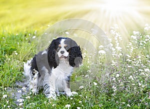 cavalier king charles