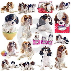 Cavalier king charles