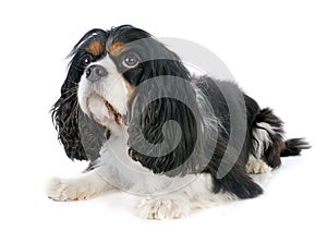 Cavalier king charles