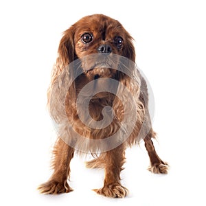 Cavalier king charles