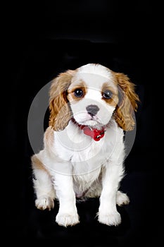 Cavalier King Charles Blenheim puppy