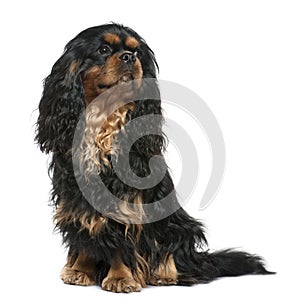 Cavalier king Charles dog, 1 year old, sitting