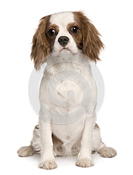 Cavalier King Charles dog, 6 months old, sitting photo