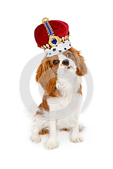 Cavalier King Charles Dog With Crown