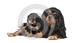 Cavalier King Charles mother and pup