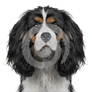 Cavalier King Charles puppy (10 months) (Digital e