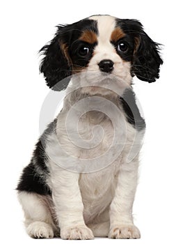 Cavalier King Charles Puppy