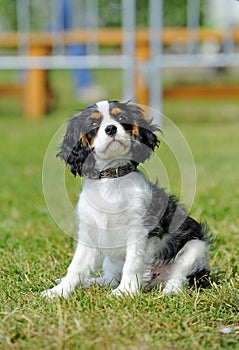 Cavalier king charles puppy