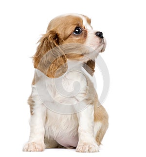 Cavalier King Charles Puppy, 2 months old, sitting and looking up