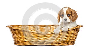 Cavalier King Charles Puppy, 2 months old, in a wicker basket