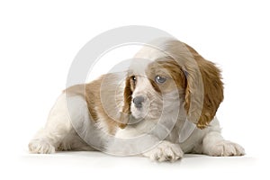 Cavalier King Charles Puppy