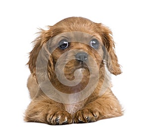 Cavalier King Charles puppy (7 weeks)