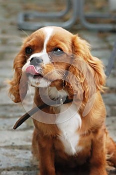 Cavalier King Charles puppy