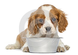 Cavalier King Charles Puppy lying in front of an empty metallic dog bowl, 2 months old