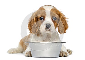 Cavalier King Charles Puppy lying in front of an empty metallic dog bowl