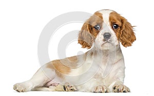 Cavalier King Charles Puppy lying and staring, 2 months old