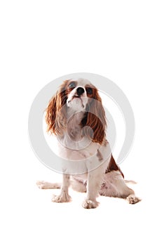 Cavalier King Charles Spanial in Santa Hat