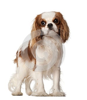 Cavalier King Charles Spaniel, 10 months old