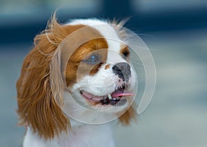 Cavalier king charles spaniel