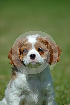 Cavalier King Charles Spaniel