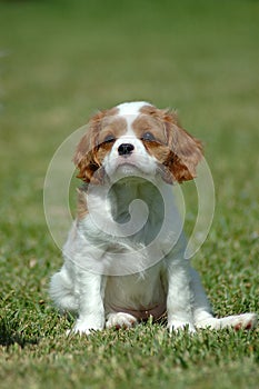 Cavalier King Charles Spaniel