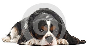 Cavalier King Charles Spaniel, 14 months old