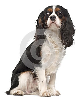 Cavalier King Charles Spaniel, 14 months old