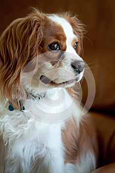 Cavalier King Charles Spaniel