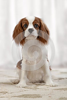 Cavalier King Charles Spaniel