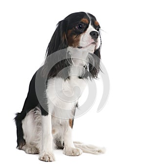 Cavalier King Charles Spaniel (18 months old)