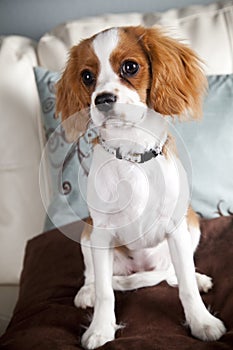 Cavalier King Charles Spaniel