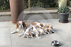 Cavalier king charles spaniel