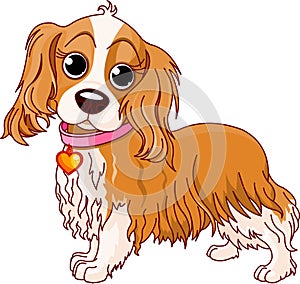 Cavalier King Charles Spaniel