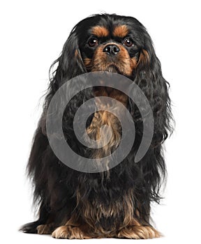 Cavalier King Charles Spaniel