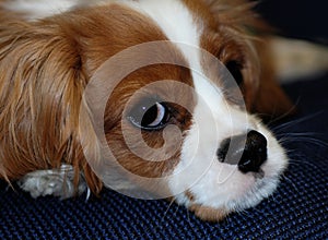 Cavalier King Charles Spaniel