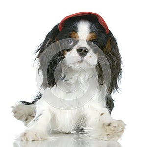 Cavalier King Charles Spaniel