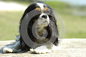 Cavalier king charles spaniel