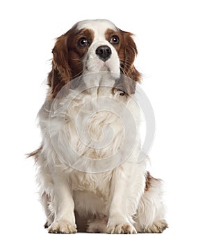 Cavalier King Charles Spaniel