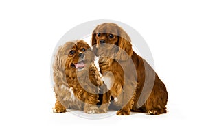 Cavalier King Charles Spaniel