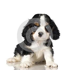 Cavalier King Charles Spaniel