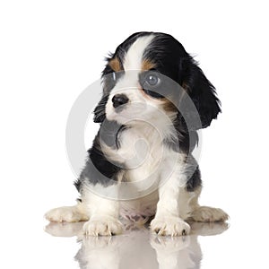 Cavalier King Charles Spaniel