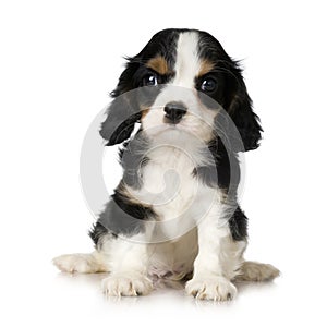 Cavalier King Charles Spaniel