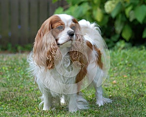 Cavalier King Charles Spaniel