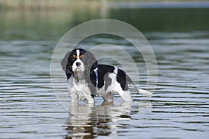 Cavalier king charles spaniel