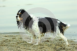 Cavalier king charles spaniel