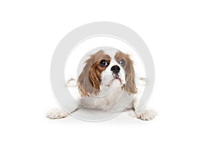 Cavalier King Charles Spaniel