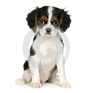 Cavalier King Charles Spaniel (3,5 months)